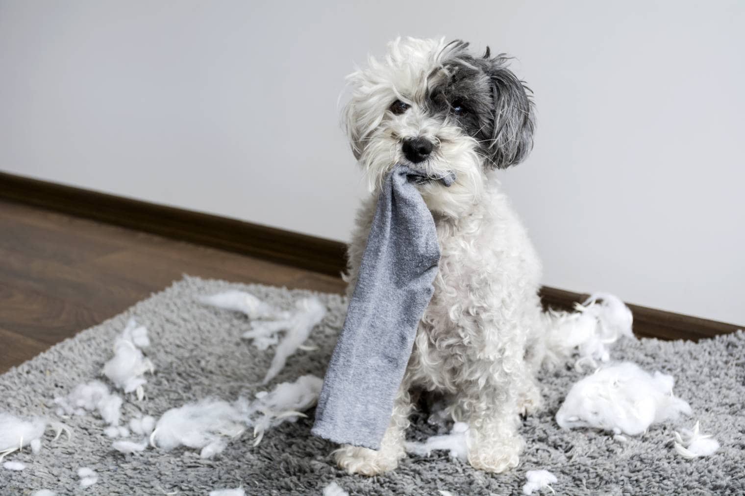 Why Does My Dog Steal My Socks? 6 Vet-Reviewed Reasons & Solutions
