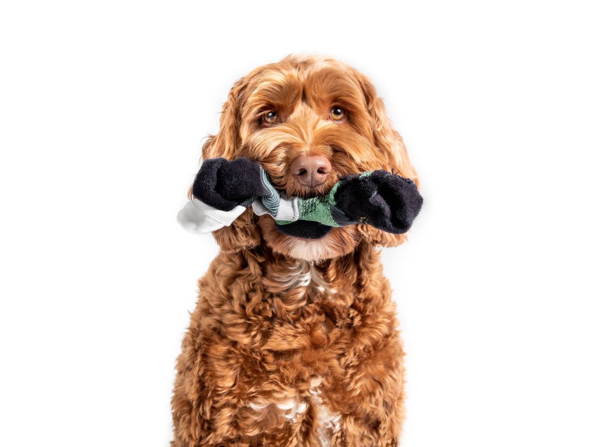 Why Vets Say a Swallowed Sock Is a Real Emergency