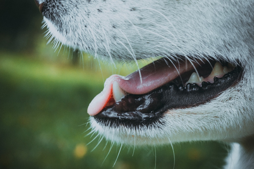 11 Best Dog Foods for Dental Issues in 2026 - Reviews & Top Picks