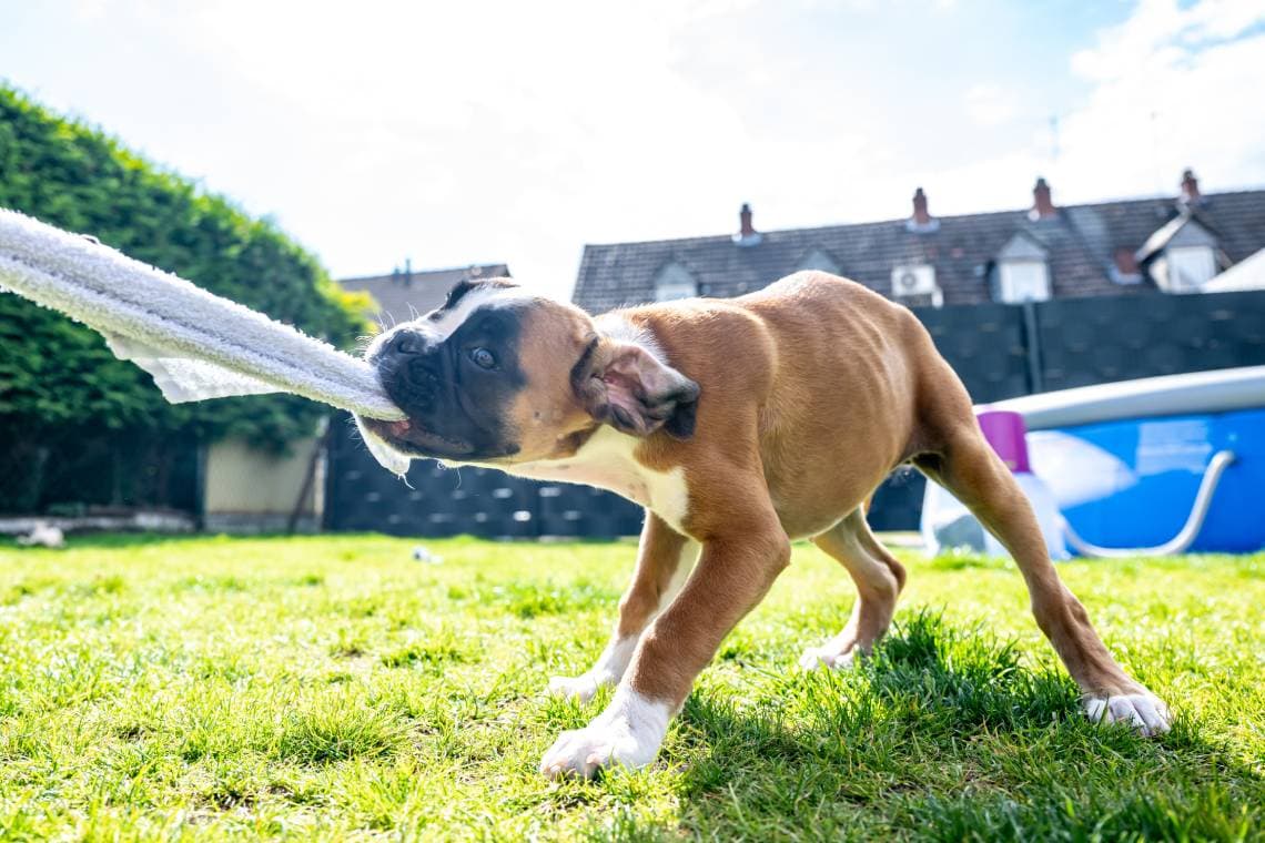 How to Stop a Dog From Tugging on Clothing: 6 Easy Tips