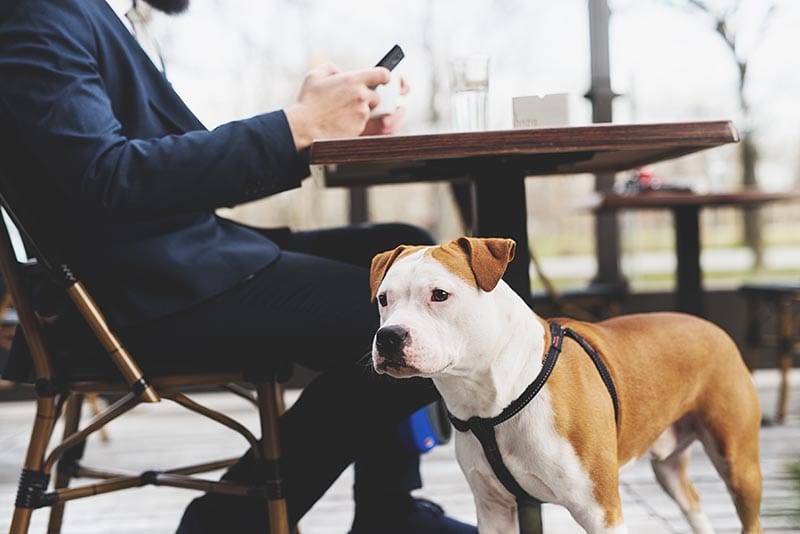 Are Dogs Allowed in Starbucks? 2026 Pet Policy & FAQ