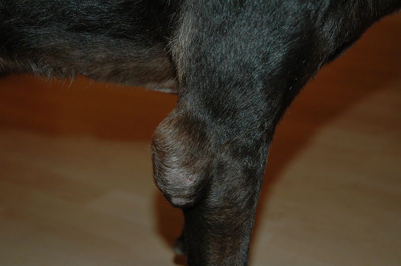 Elbow Hygroma in Dogs: Signs, Causes & Care (Vet Answer)