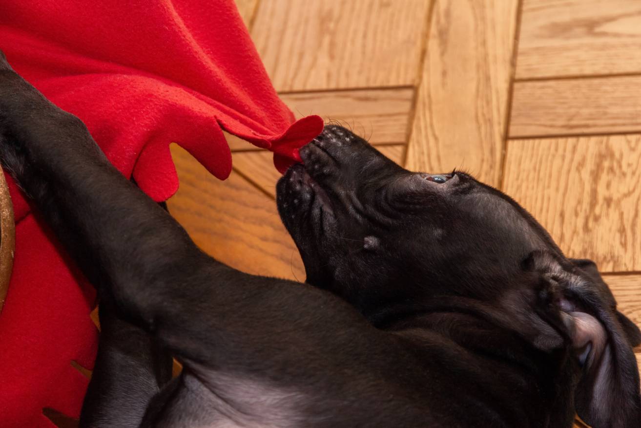 Why Does My Dog Steal My Blanket? 5 Vet-Verified Reasons & Tips