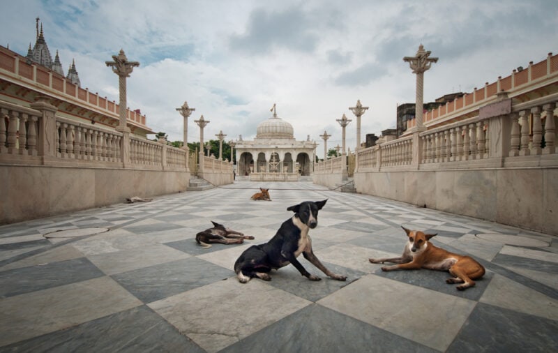Why Are There So Many Stray Dogs in India? History & Facts