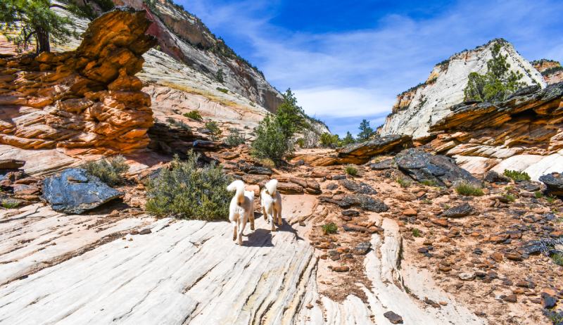 Are Dogs Allowed in Zion National Park in 2026? Pet Policy & Exclusions
