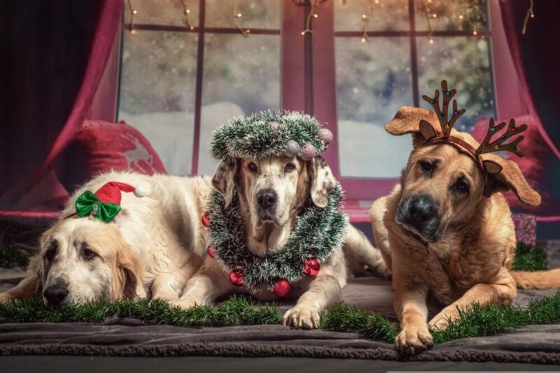 10 DIY Dog Christmas Card Ideas You Can Make Today (With Pictures)
