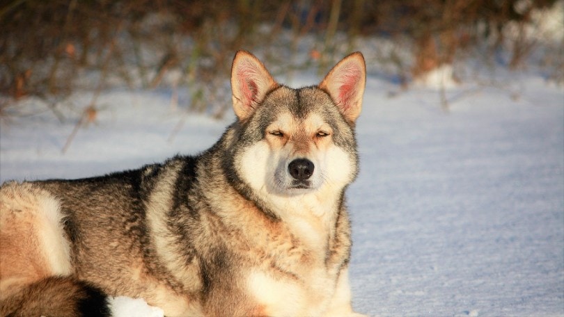 Do All Dogs Come From Wolves? Evolution and Domestication History