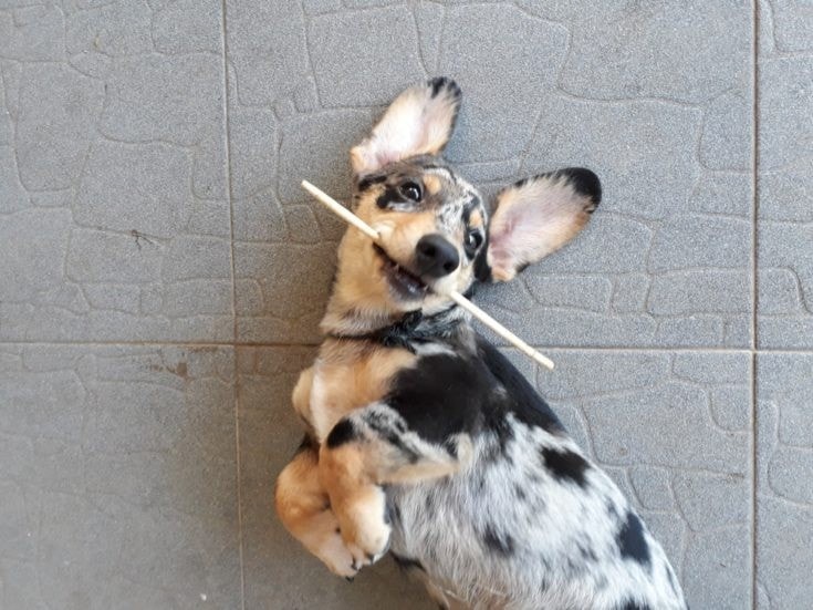 Dorgi (Dachshund & Corgi Mix) Dog Breed: Info, Pictures, Care & Facts