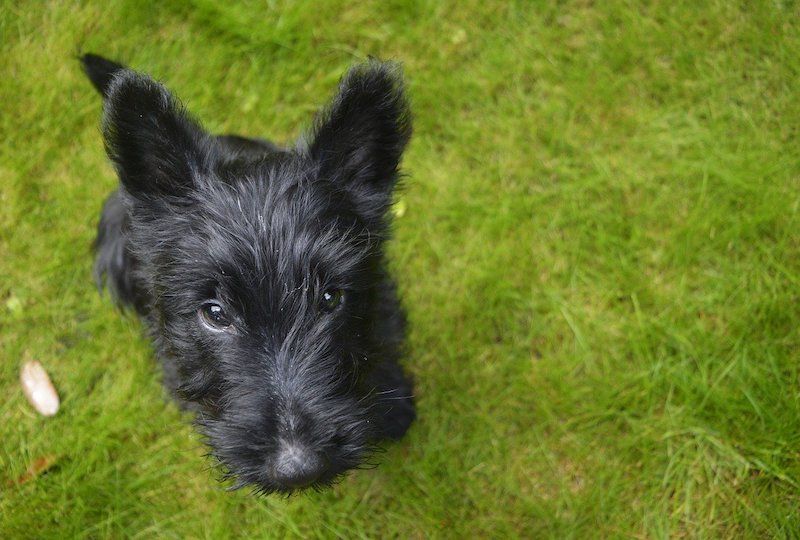 Doxie Scot (Scottish Terrier & Dachshund Mix): Info, Pictures, Care & More