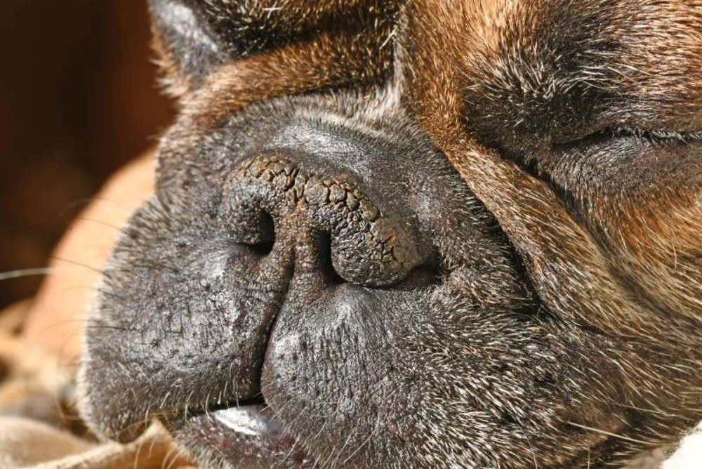 Why Is My Dogs Nose Chapped? 7 Vet-Verified Reasons & Care Tips