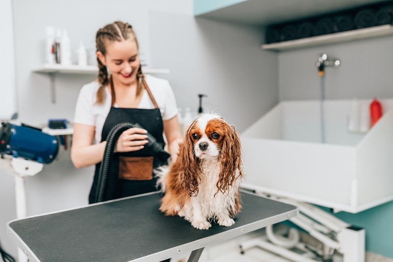 How Often Should I Bathe My Cavalier King Charles Spaniel? Vet-Verified Facts & Tips