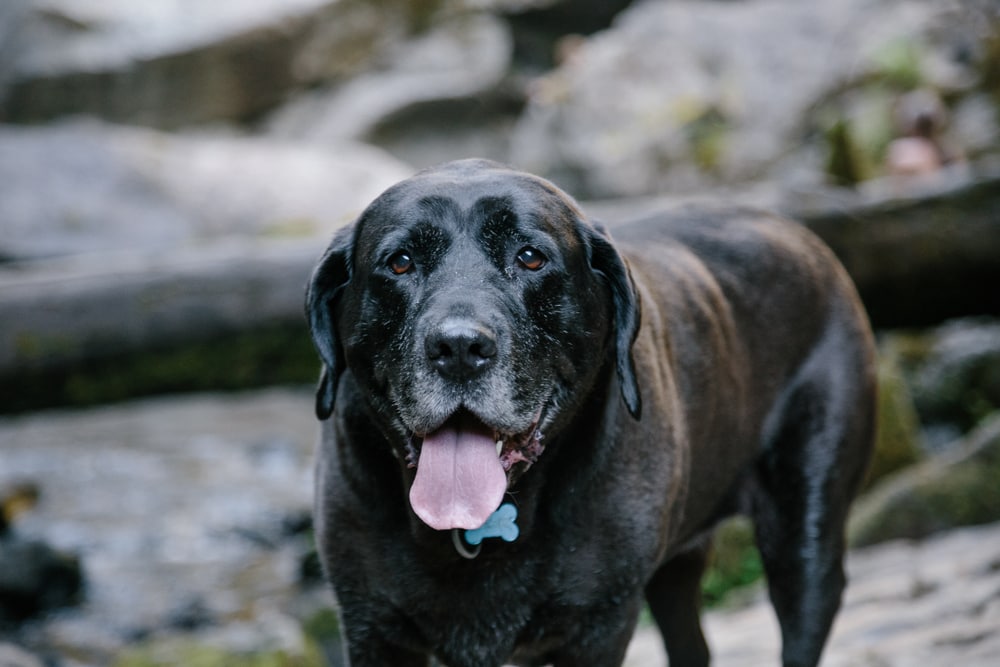 Mastador Dog Breed Guide: Info, Pictures, Care & More