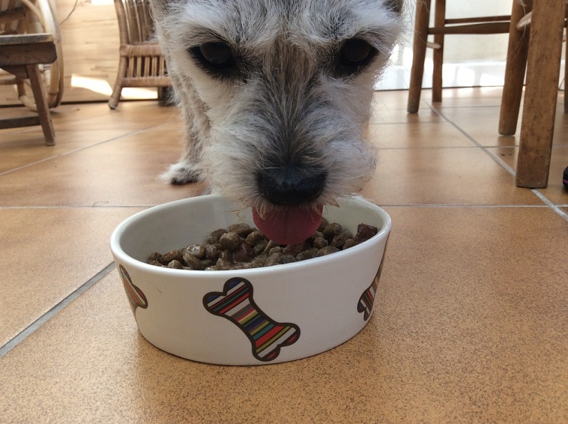How Much Protein Do Senior Dogs Need? Vet-Reviewed Facts & FAQs