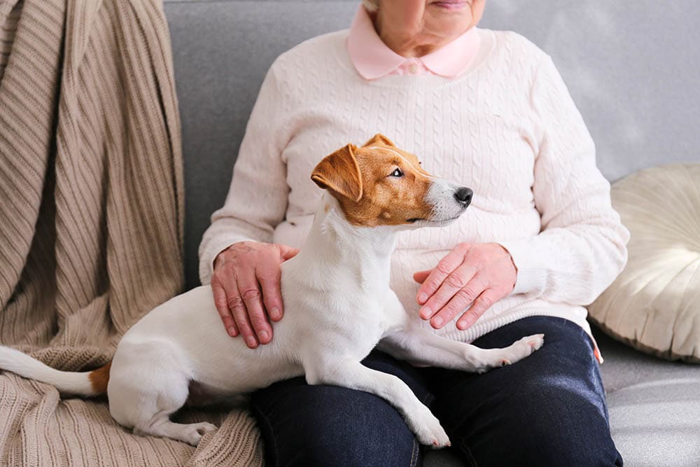 What Do Emotional Support Dogs Do? Facts & FAQ