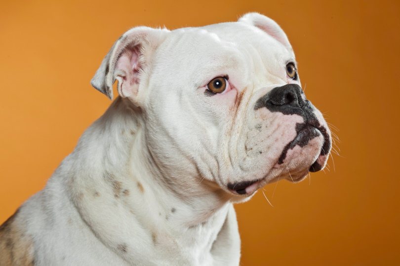EngAm Bulldog Dog Breed: Info, Pictures, Care & More