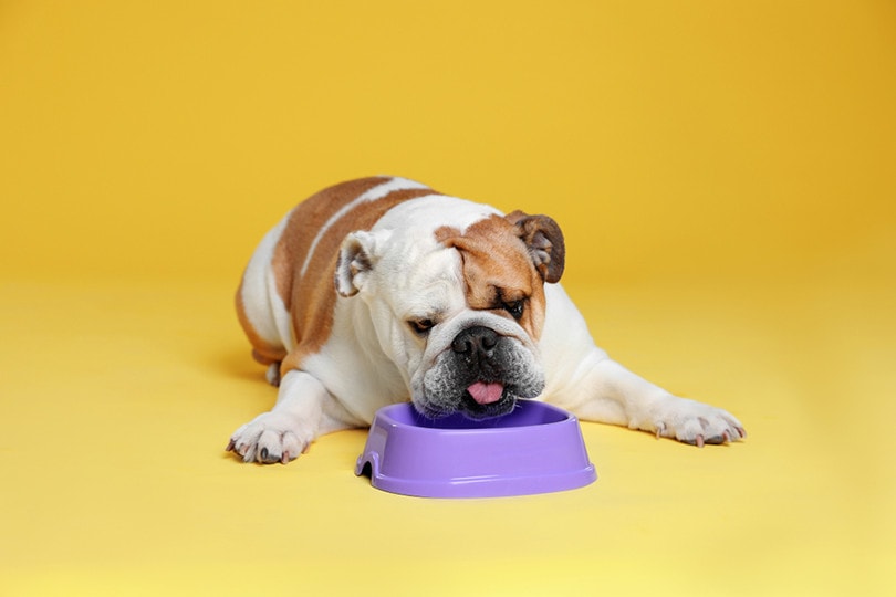 10 Best Dog Foods for English Bulldogs in 2026 - Reviews & Top Picks