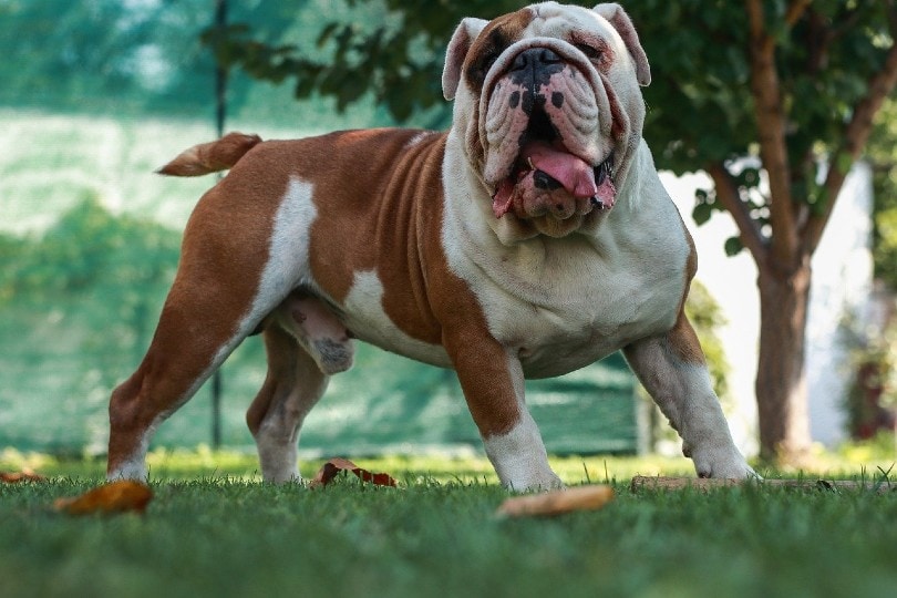 What Were Bulldogs Bred For? History, Ancestors & Anatomy