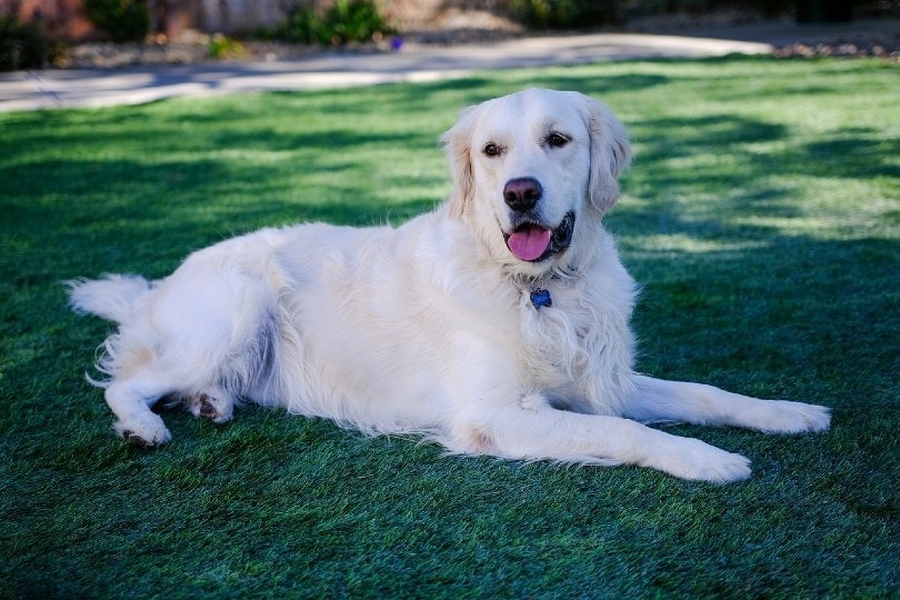 Will Golden Retrievers Attack People? Breed Facts & FAQ
