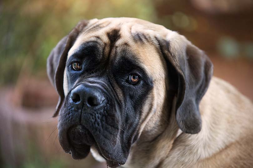 How Aggressive Are Mastiffs? Breed Facts & Prevention Tips