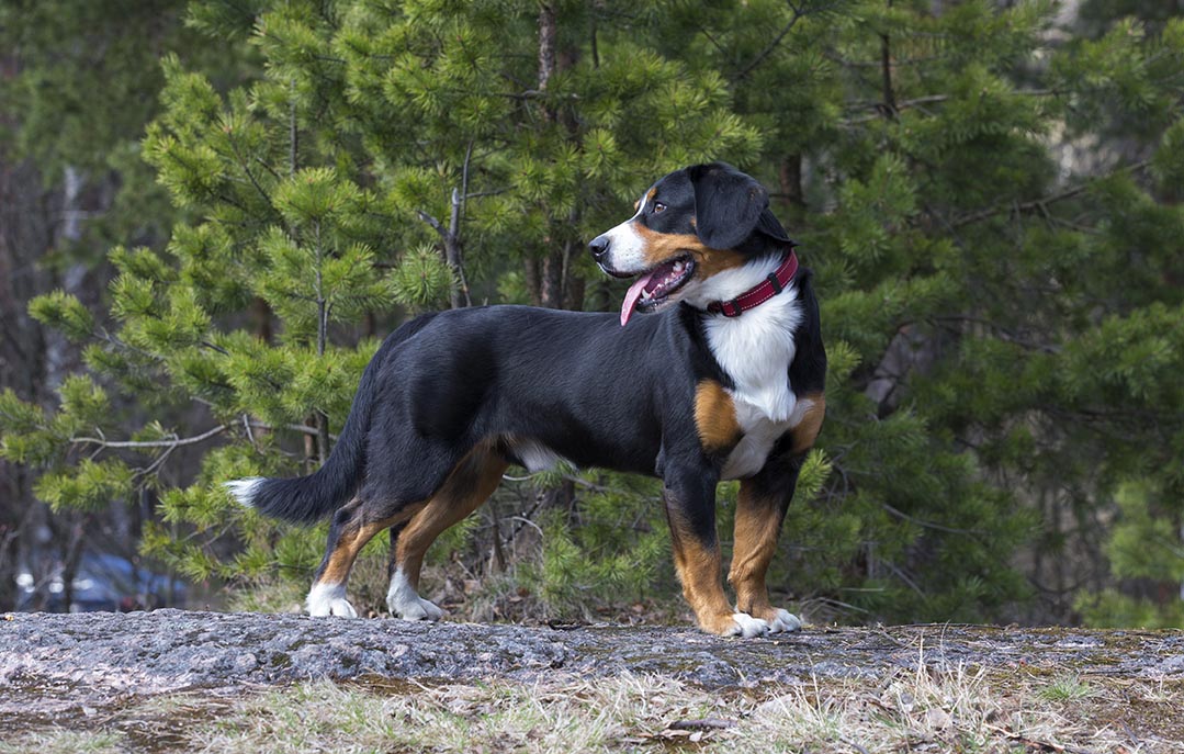 Entlebucher Sennenhund