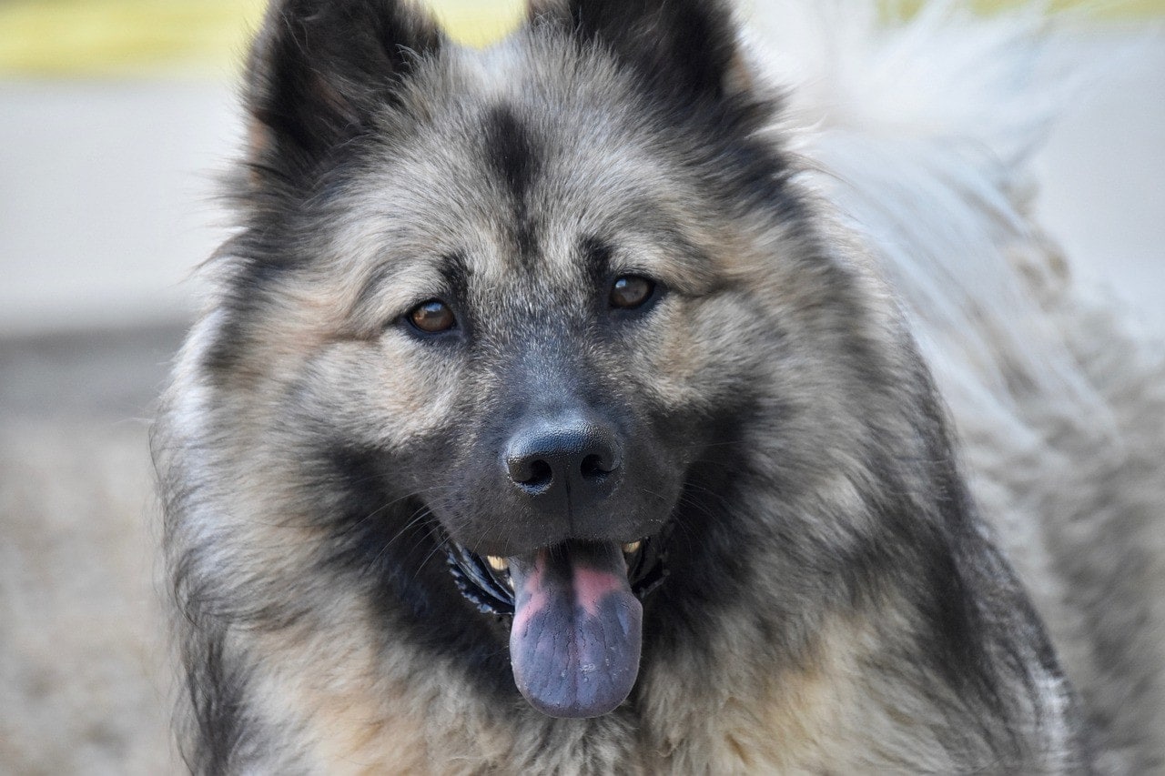Why Is My Dog’s Tongue Black? Vet-Approved Canine Health Facts