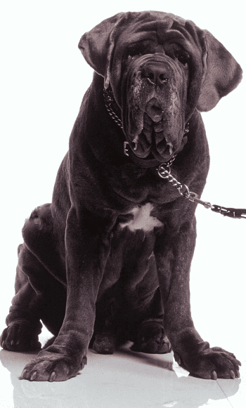 What Breed of Dog Is Fang in Harry Potter? Cinema Dogs Presented