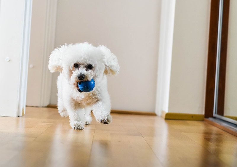 21 Dog Breeds for a First-Time Owner in an Apartment (With Info & Pictures)