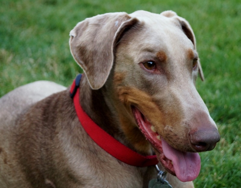 Fawn Doberman Dog Breed: Info, Pictures, Origin & History