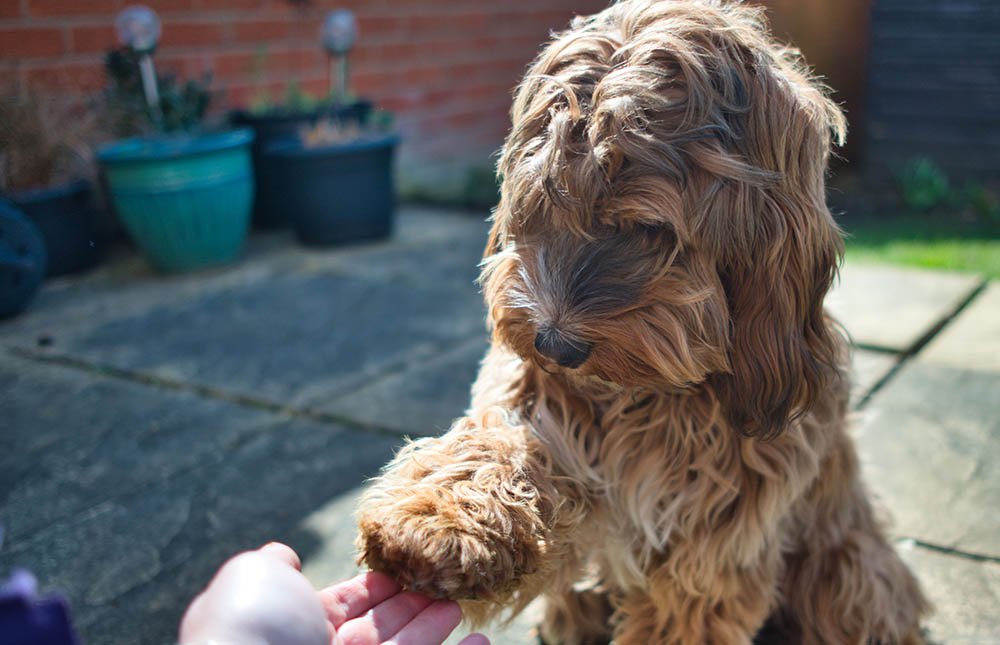 How to Train a Cockapoo: 4 Vet-Verified Tips & Tricks