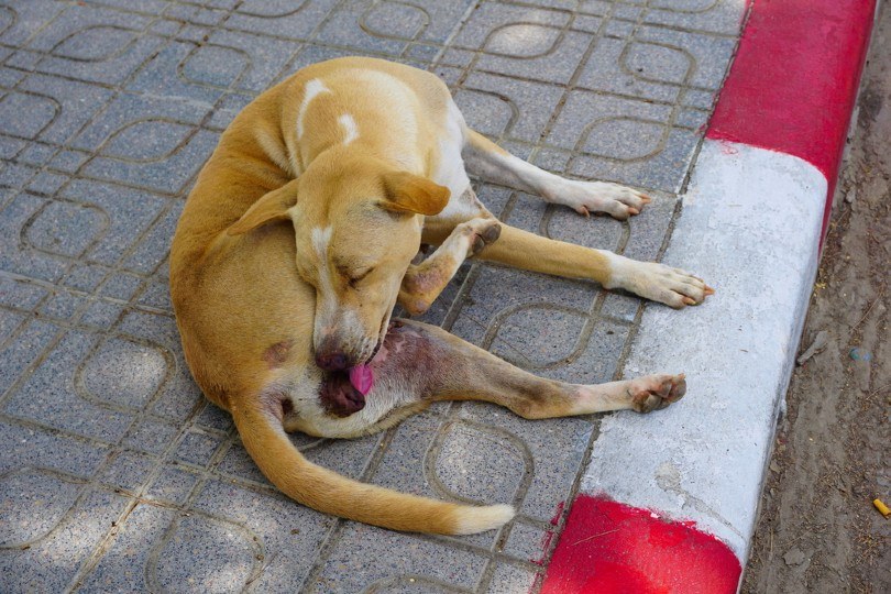 My Dog Keeps Licking Their Private Area: Vet-Approved Explanation & What to Do