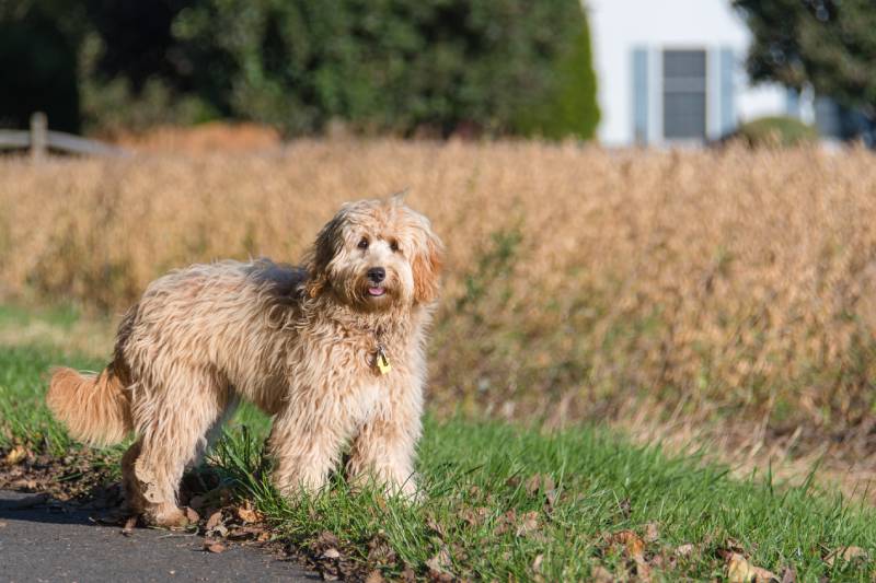 How Much Exercise Do Goldendoodles Need? Vet-Approved Advice