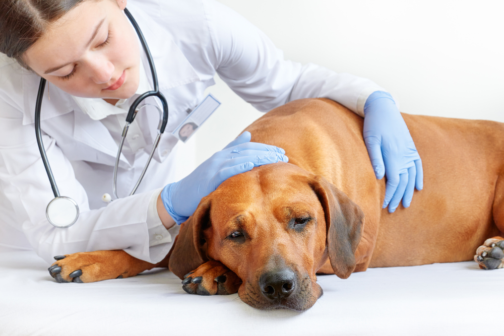 Liver Disease in Dogs: Our Vet Discusses Signs, Causes & Treatments