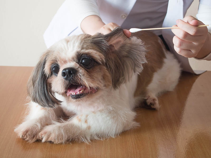 How to Clean Shih Tzu Ears: Vet-Approved Steps & Additional Tips