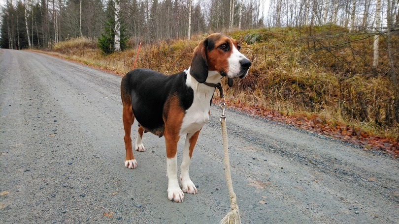 Finnish Hound Dog Breed: Info, Pictures, Care & More