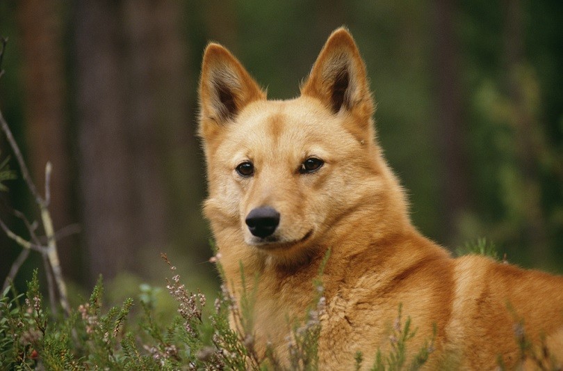 Finnish-spitz_BMJ_shutterstock