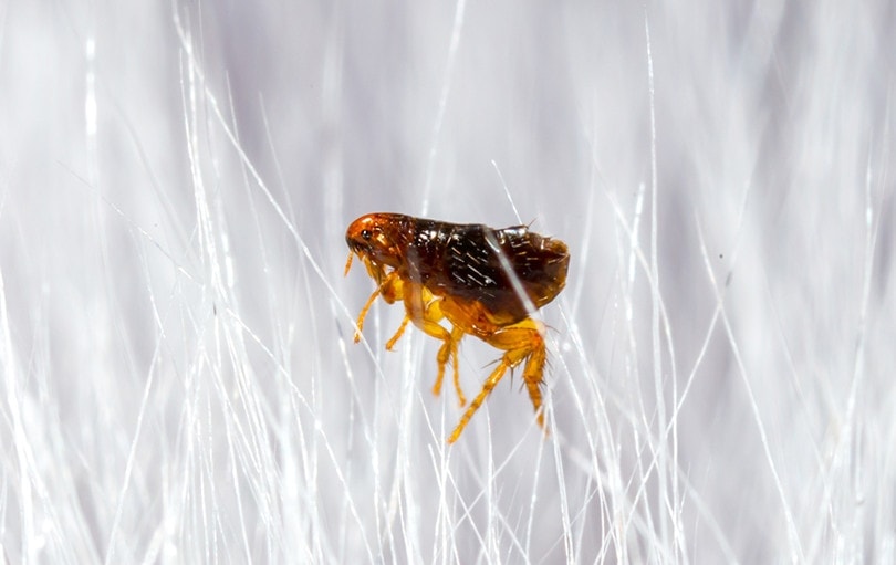 Can Dogs Die From Fleas? Vet-Reviewed Facts & Prevention Tips