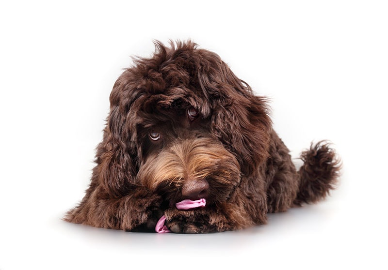 Why Do Dogs Like Dirty Underwear? 9 Vet-Verified Reasons