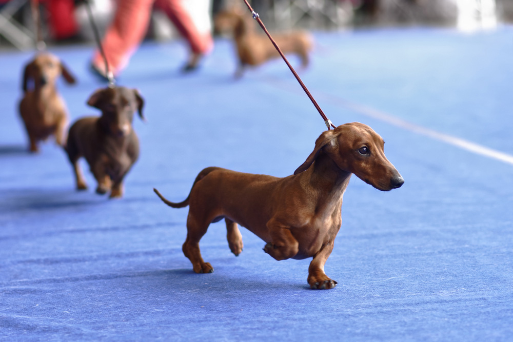four dachshunds on the dog show
