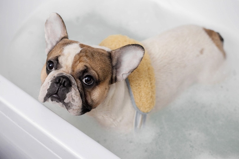 How to Groom a French Bulldog? 8 Step Vet-Reviewed Guide