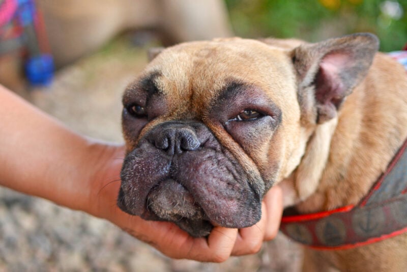 My Dog's Face Is Swollen: What Should I Do? Vet-Approved Guidance & FAQ