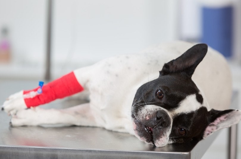Patellar Luxation in Dogs: Signs, Symptoms & Care (Vet Answer)