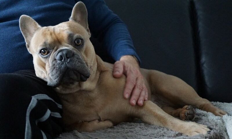 How to Keep Your Dog Calm When Guests Arrive (10 Vet-Approved Tips)