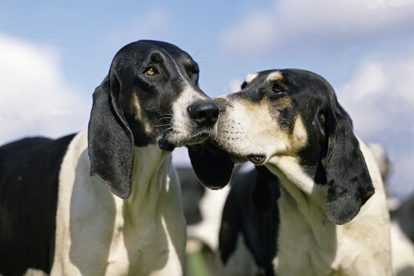 Chien Français Blanc et Noir Dog Breed: Info, Pictures & Care Guide