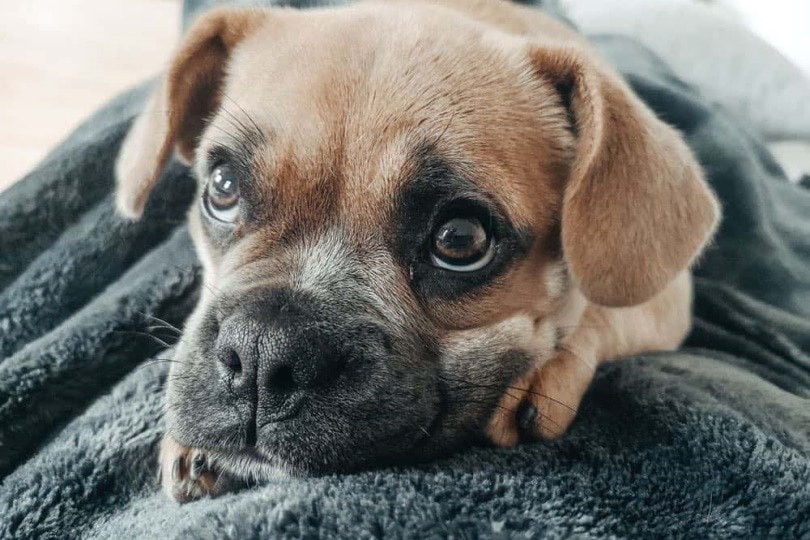 Frengle (French Bulldog & Beagle Mix): Info, Pictures, Care & More