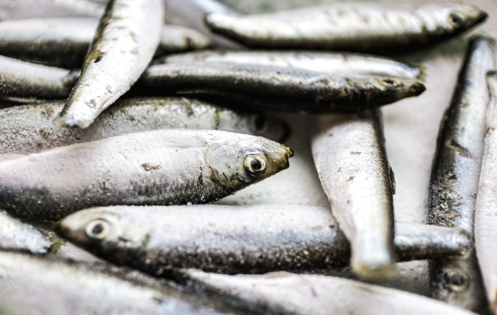 Fresh Sardines