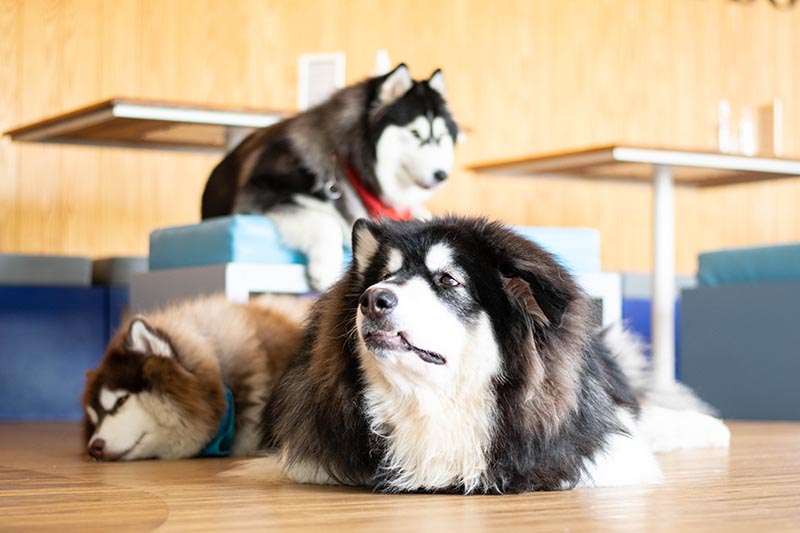 Are Dog Cafes Good for Dogs? What to Know Before You Go