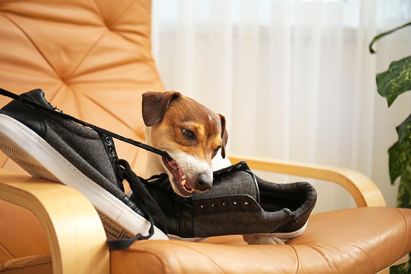 How to Stop Your Dog From Chewing Shoes: 9 Vet-Verified Tips & Tricks
