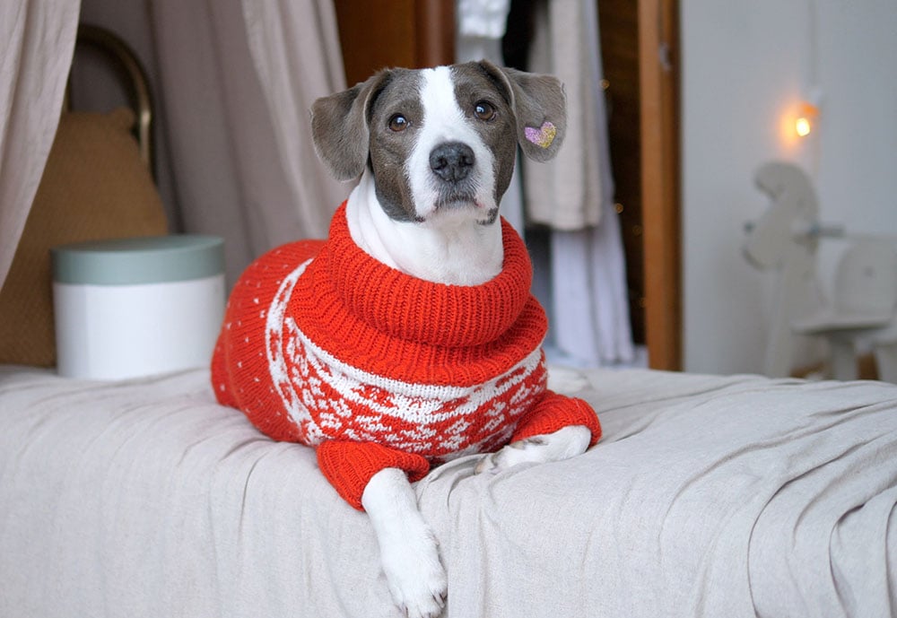 13 Amazing DIY Christmas Sweaters for Dogs (With Pictures)