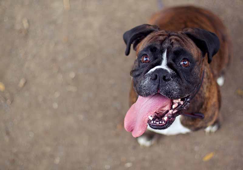 What Is a Normal Dog Respiration Rate? Vet-Reviewed Facts
