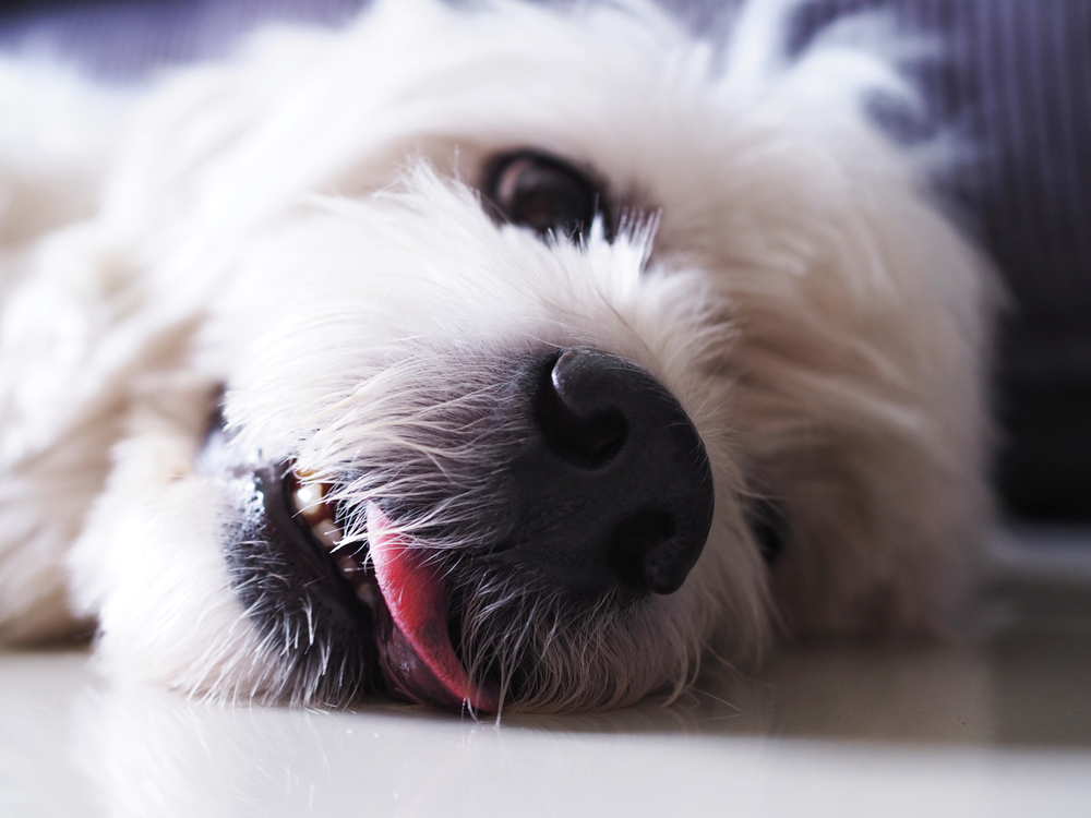 Can Anesthesia Cause Seizures in Dogs? Our Vet Explains